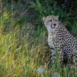 Hwange-Day-Trip.1 Hwange-Day-Trip.1